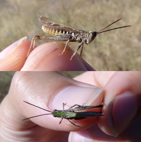 Chorthippus mollis